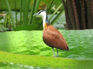アフリカレンカク