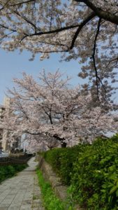 桜満開